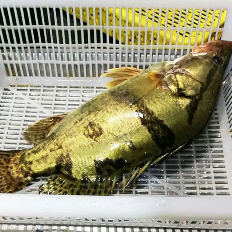 鳜鱼成鱼