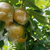 大量黄花梨上市