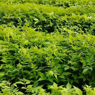 厚皮黄柏苗