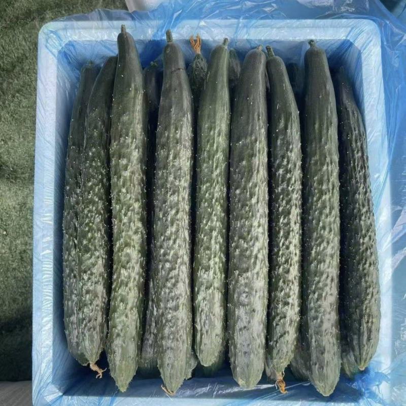 贵州带刺青瓜产地直发，价格美丽对接电商