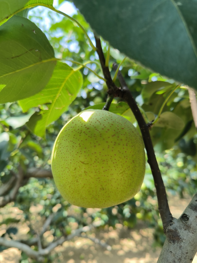 砀山皇冠梨