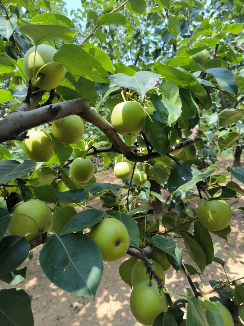砀山皇冠梨