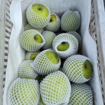 砀山皇冠梨