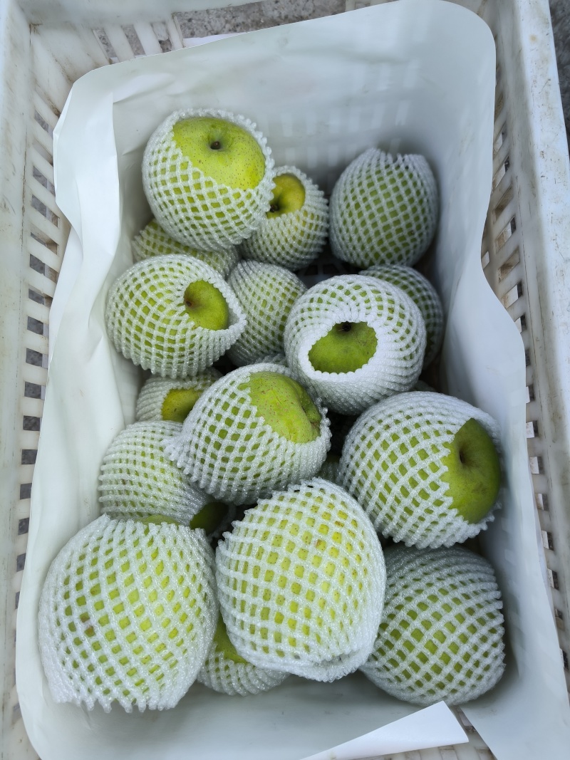砀山皇冠梨