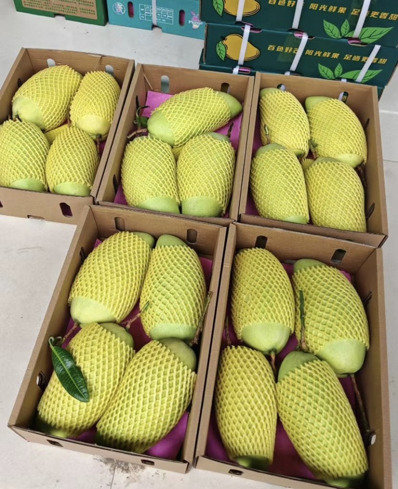 金煌芒