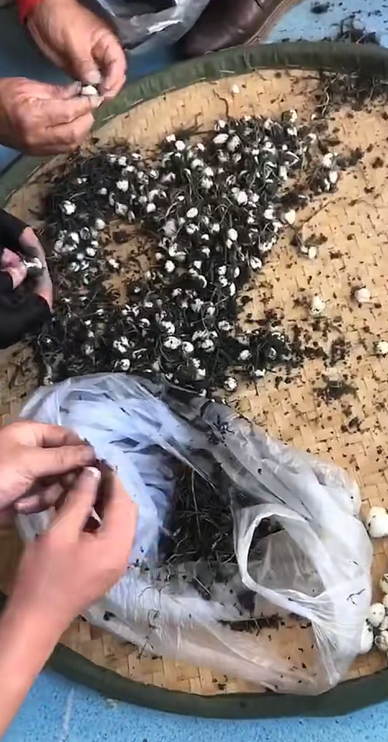 野生藏区新鲜贝母。产地直销，价格实惠。