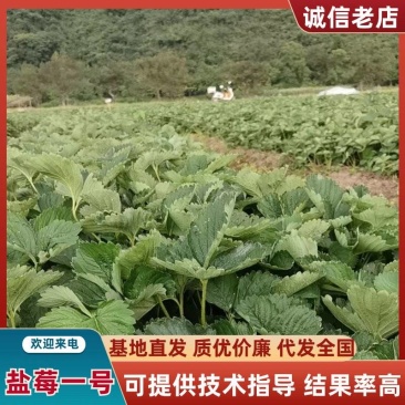 盐莓一号草莓苗大量预售价格美丽提供技术支持欢迎咨询