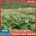 盐莓一号草莓苗大量预售价格美丽提供技术支持欢迎咨询