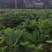 盐莓一号草莓苗大量预售价格美丽提供技术支持欢迎咨询