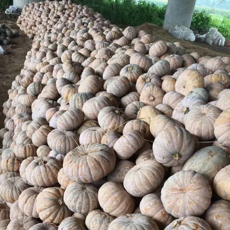 盘龙204小南瓜大吨位发货产地代收代发可以打包发货