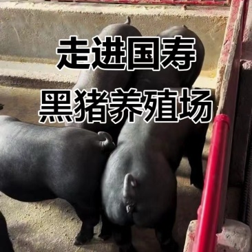 国寿黑黑猪品种纯种提供技术支持可视频看货