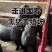 国寿黑黑猪品种纯种提供技术支持可视频看货