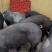 国寿黑黑猪品种纯种提供技术支持可视频看货