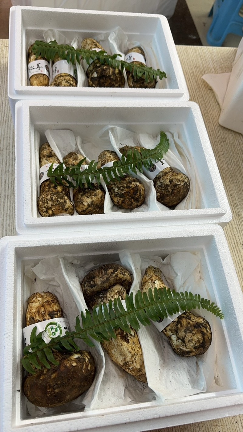 鲜松茸