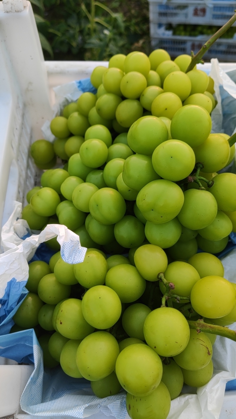 精品阳光玫瑰，大颗粒精品串型，底糖18以上，光泽度好