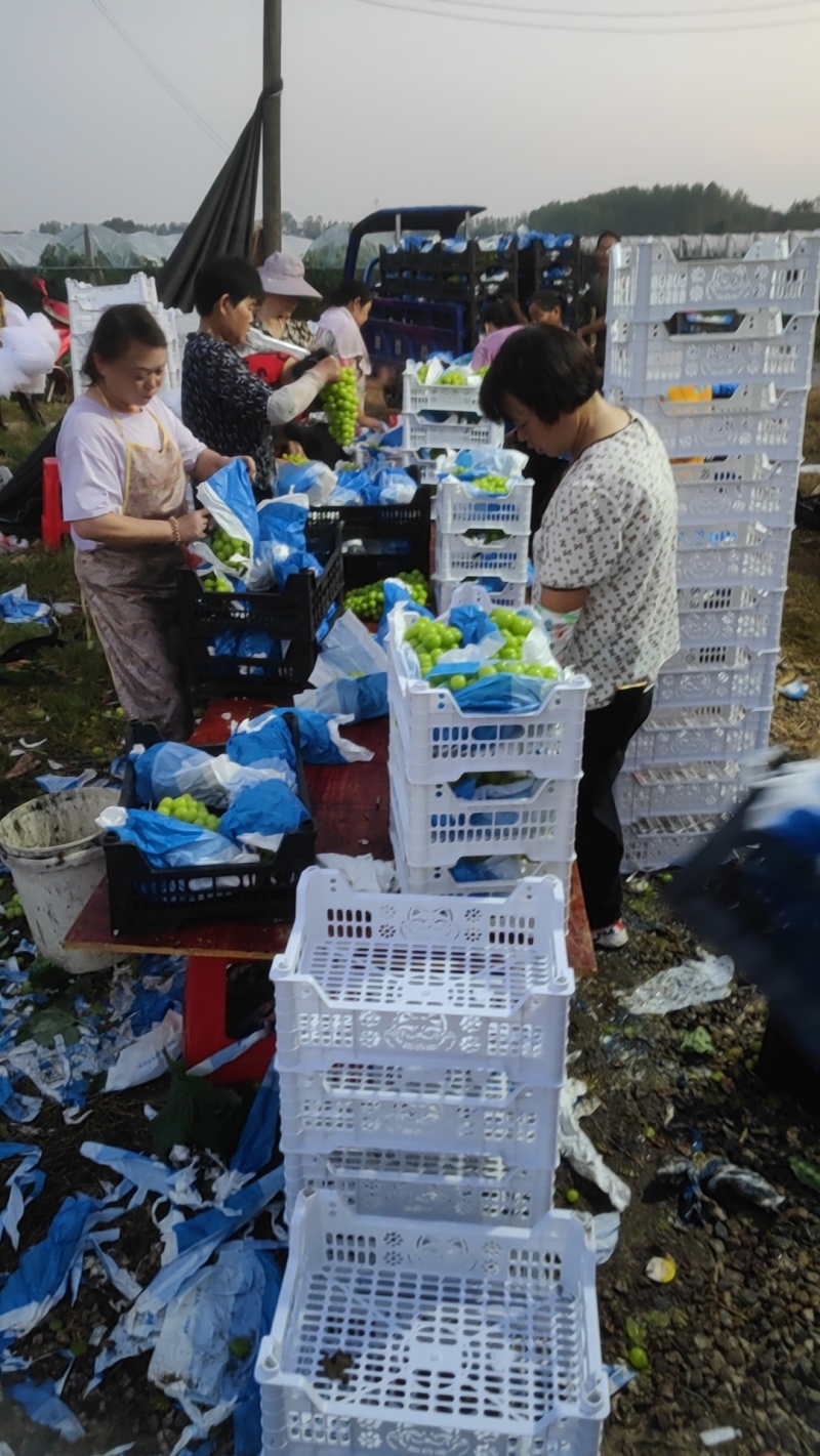精品阳光玫瑰，大颗粒精品串型，底糖18以上，光泽度好