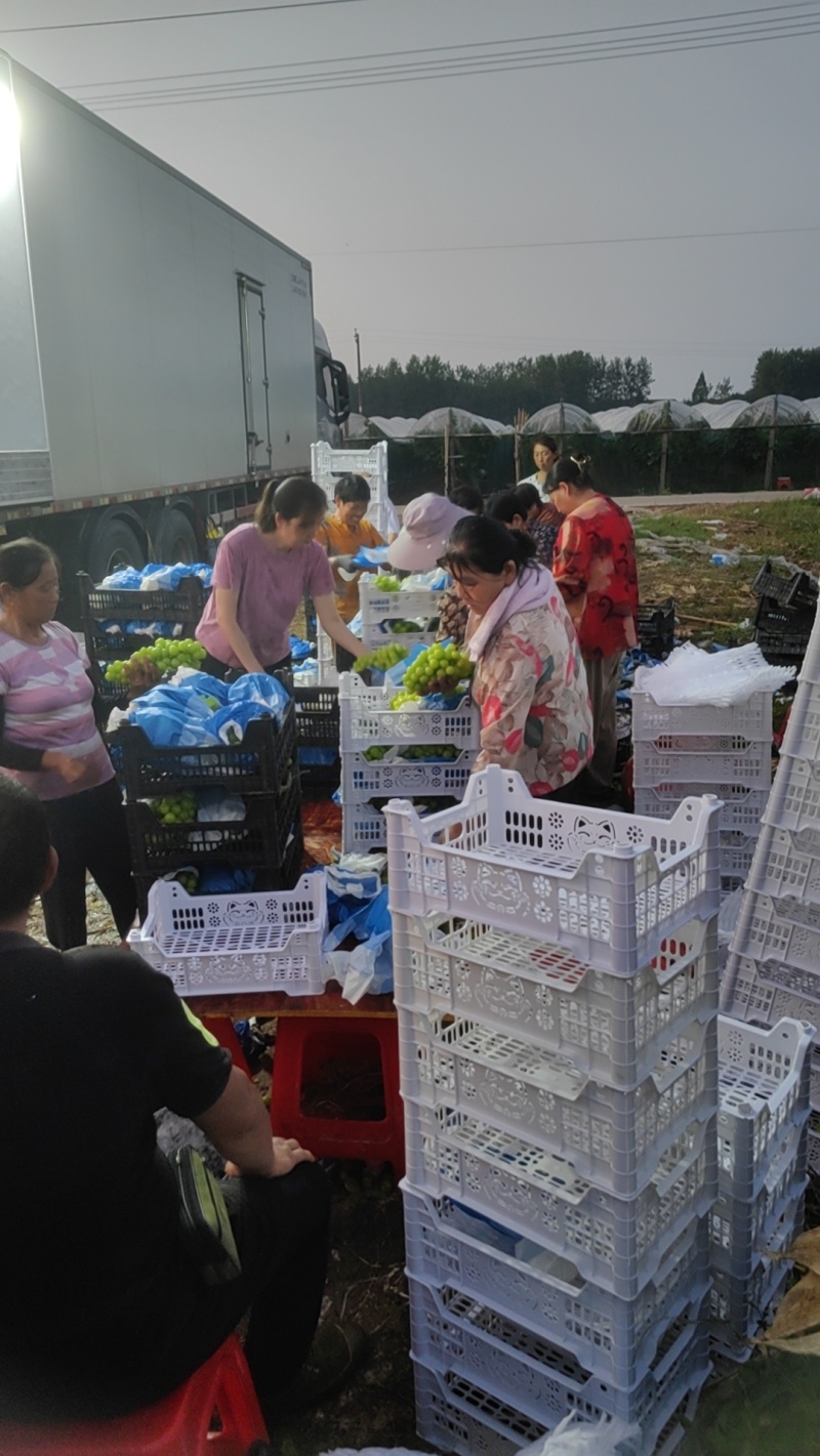 精品阳光玫瑰，大颗粒精品串型，底糖18以上，光泽度好