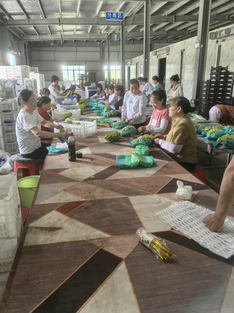 精品阳光玫瑰，大颗粒精品串型，底糖18以上，光泽度好