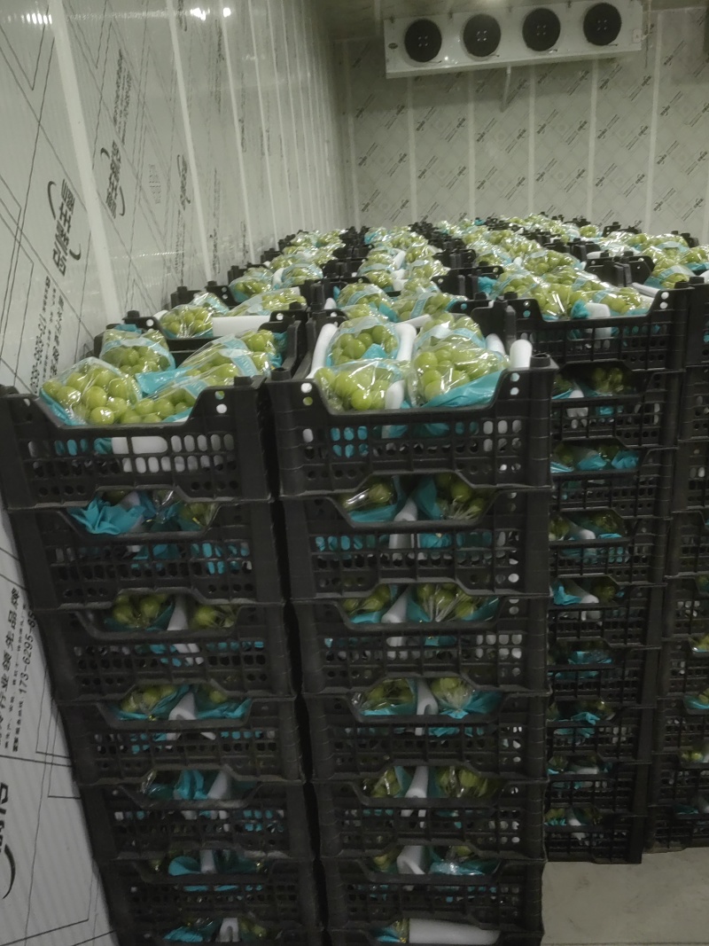 精品阳光玫瑰，大颗粒精品串型，底糖18以上，光泽度好