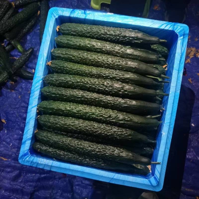 贵州青瓜干花带刺