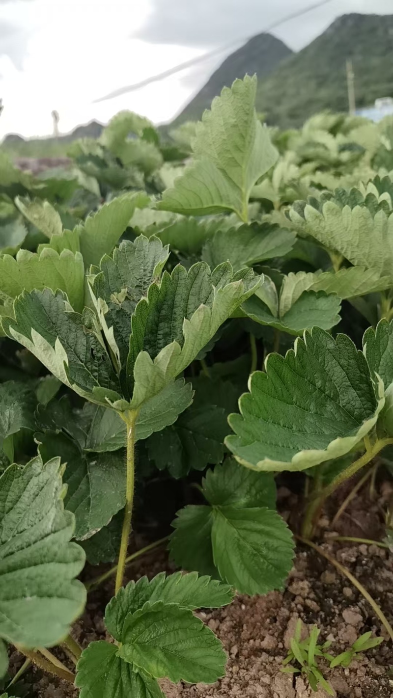 特级拉森法兰地秋季生产草莓苗价格优惠提供技术售后保障