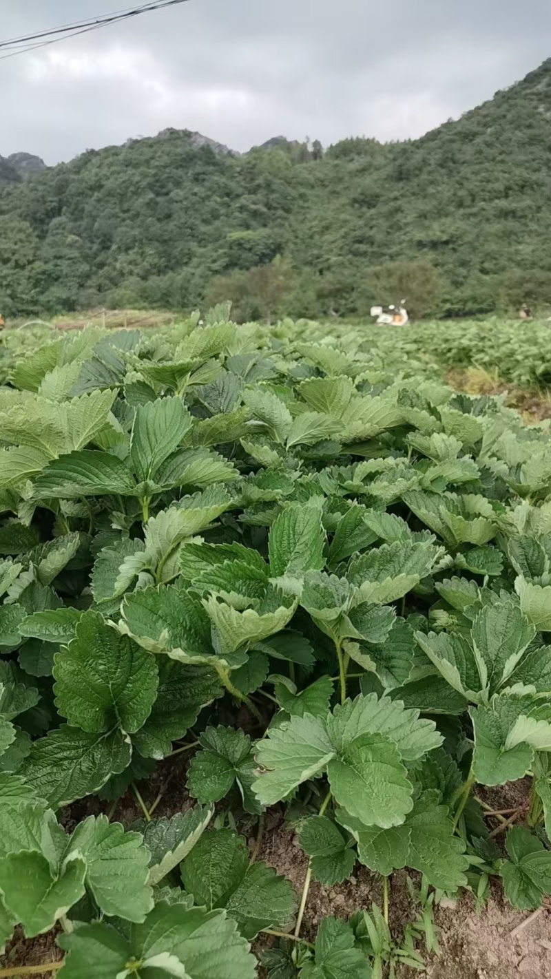 特级拉森法兰地秋季生产草莓苗价格优惠提供技术售后保障