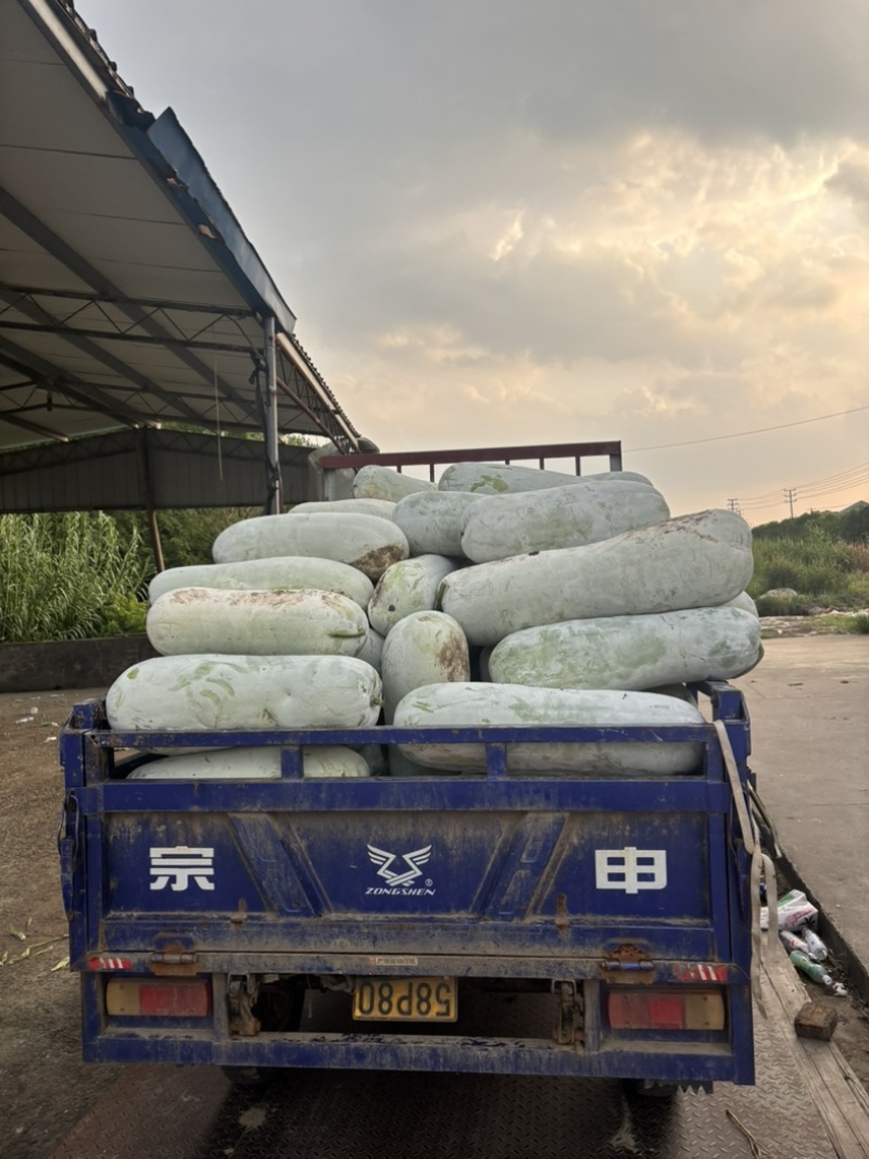 白皮冬瓜三十斤以上上车四毛五