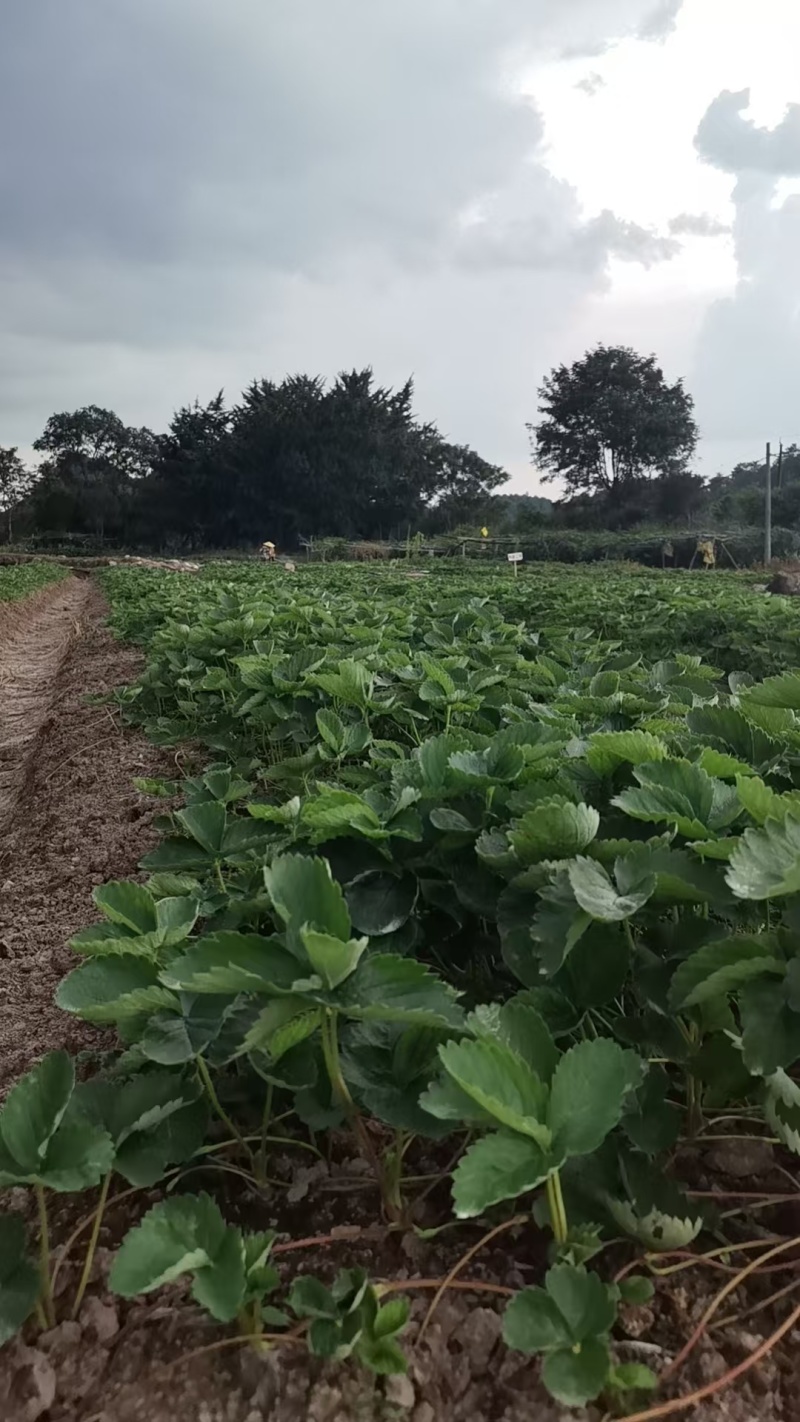特级拉森法兰地秋季生产草莓苗价格优惠提供技术售后保障