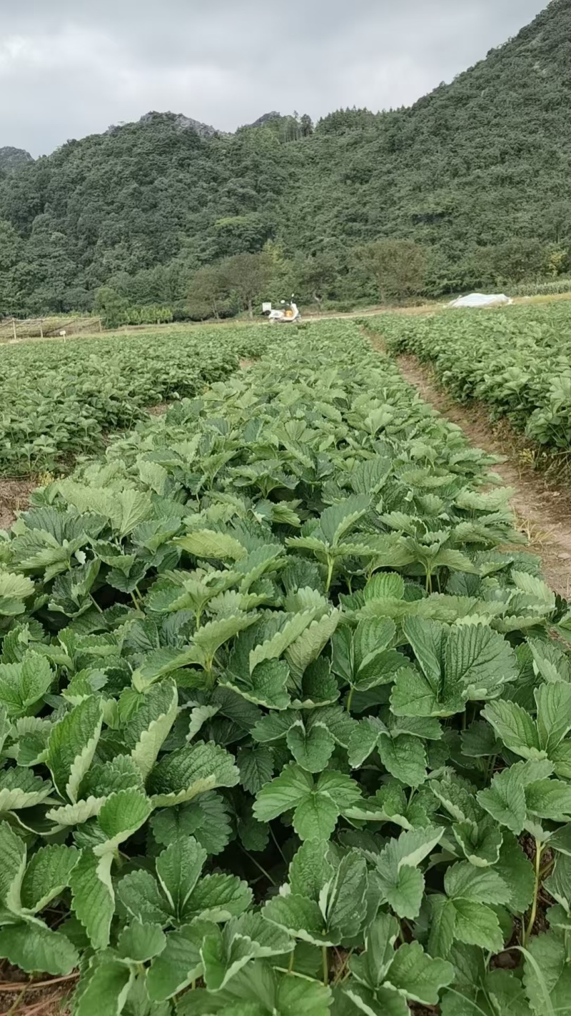 特级拉森法兰地秋季生产草莓苗价格优惠提供技术售后保障