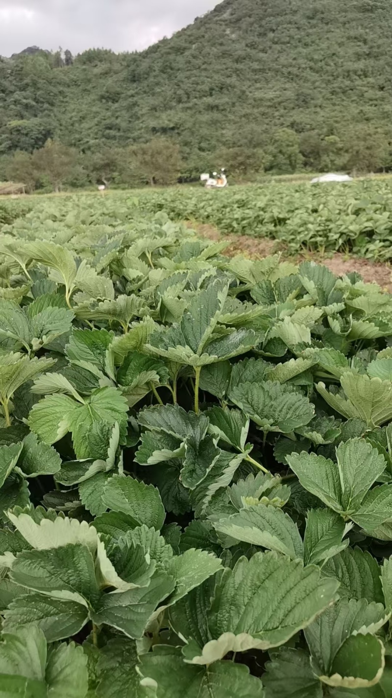特级拉森法兰地秋季生产草莓苗价格优惠提供技术售后保障