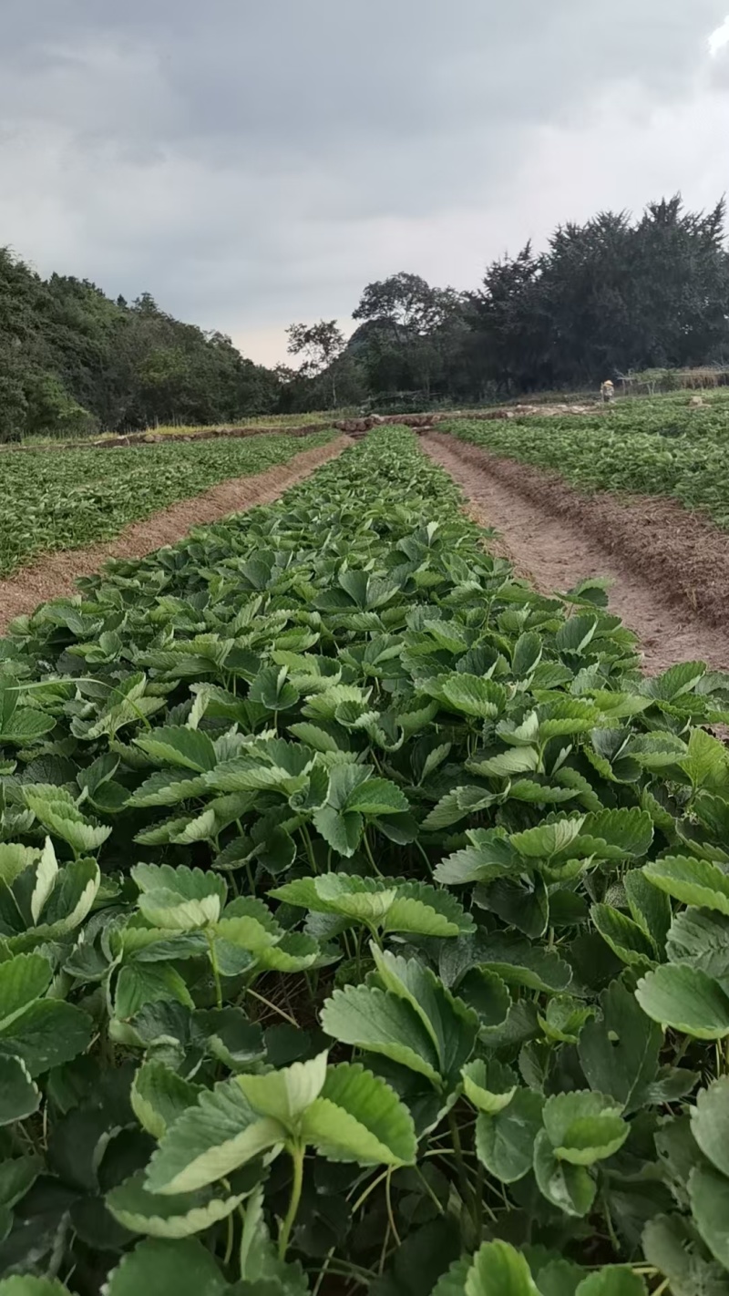 特级拉森法兰地秋季生产草莓苗价格优惠提供技术售后保障