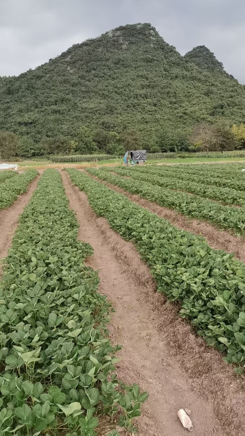 特级拉森法兰地秋季生产草莓苗价格优惠提供技术售后保障