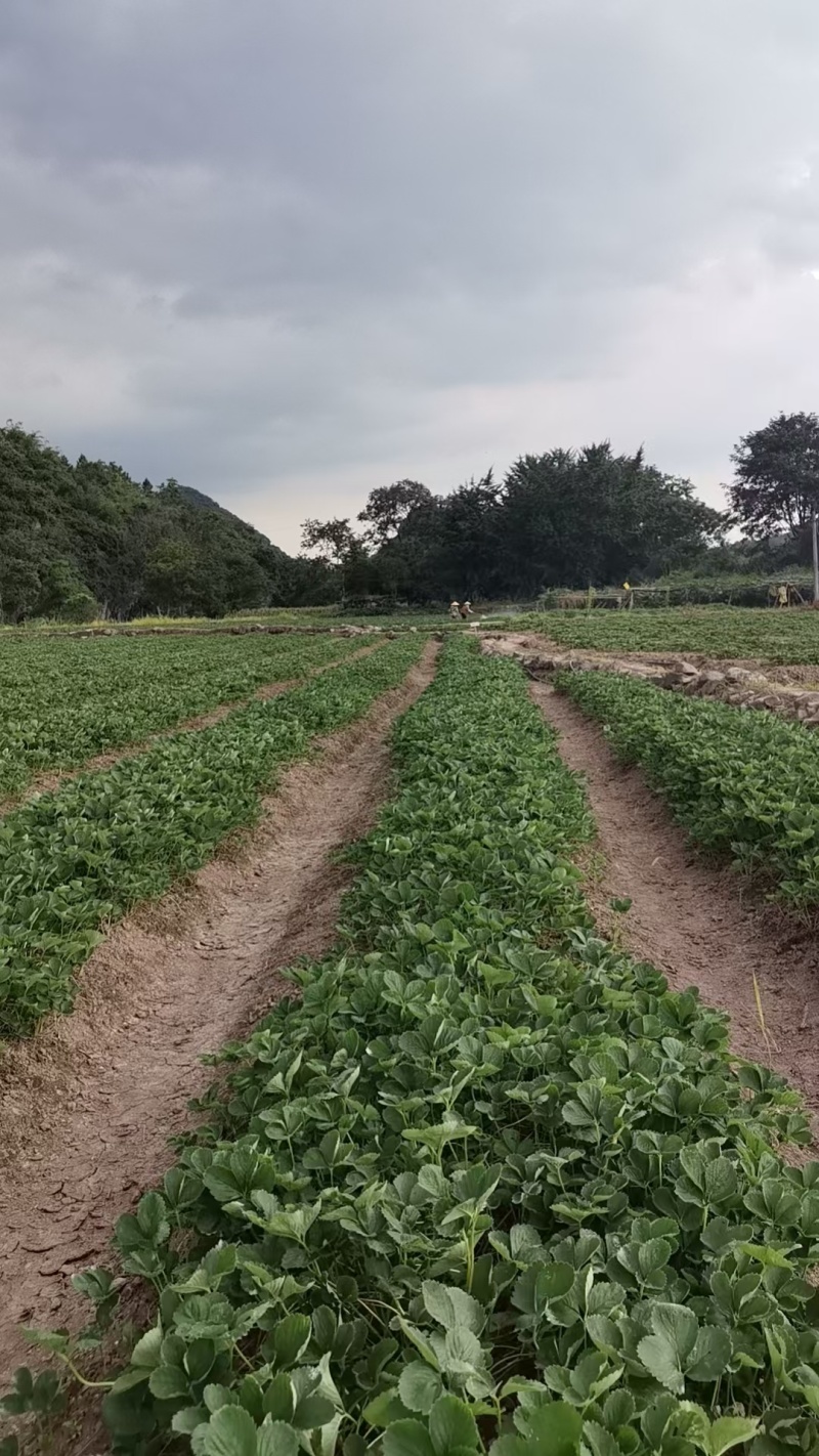 特级拉森法兰地秋季生产草莓苗价格优惠提供技术售后保障