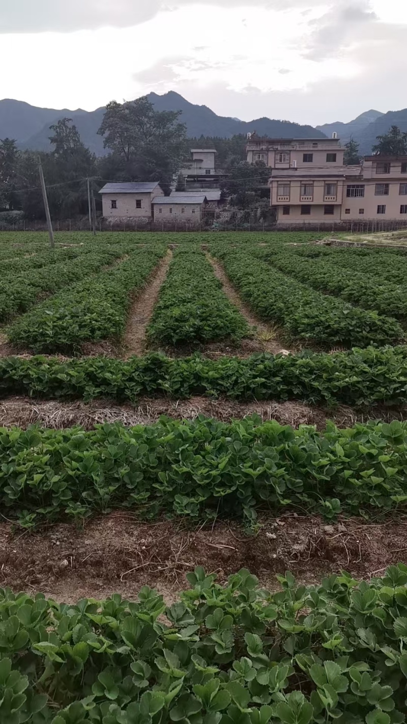特级拉森法兰地秋季生产草莓苗价格优惠提供技术售后保障