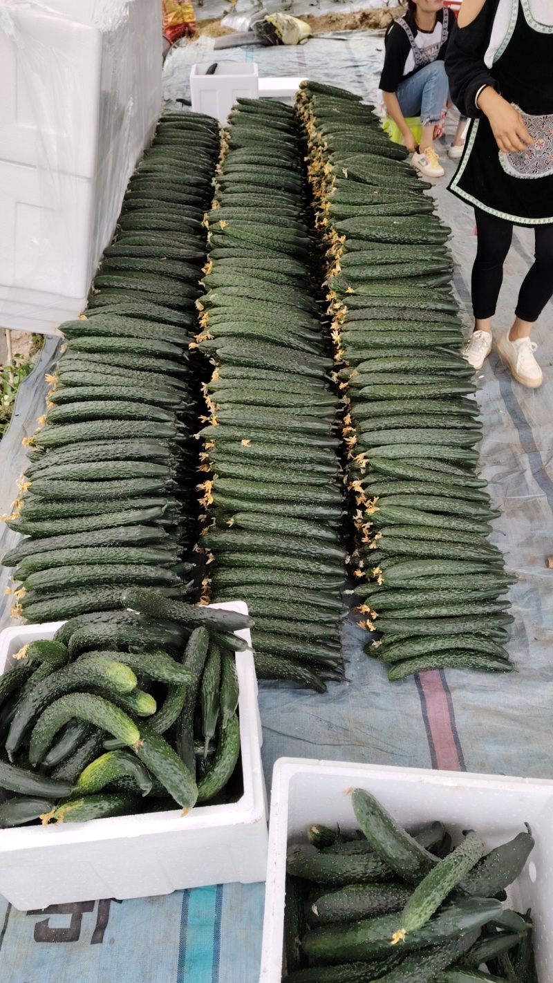 贵州青瓜干花带刺