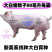 新美系长白大白种公猪规格齐全价格实惠欢迎来电洽谈