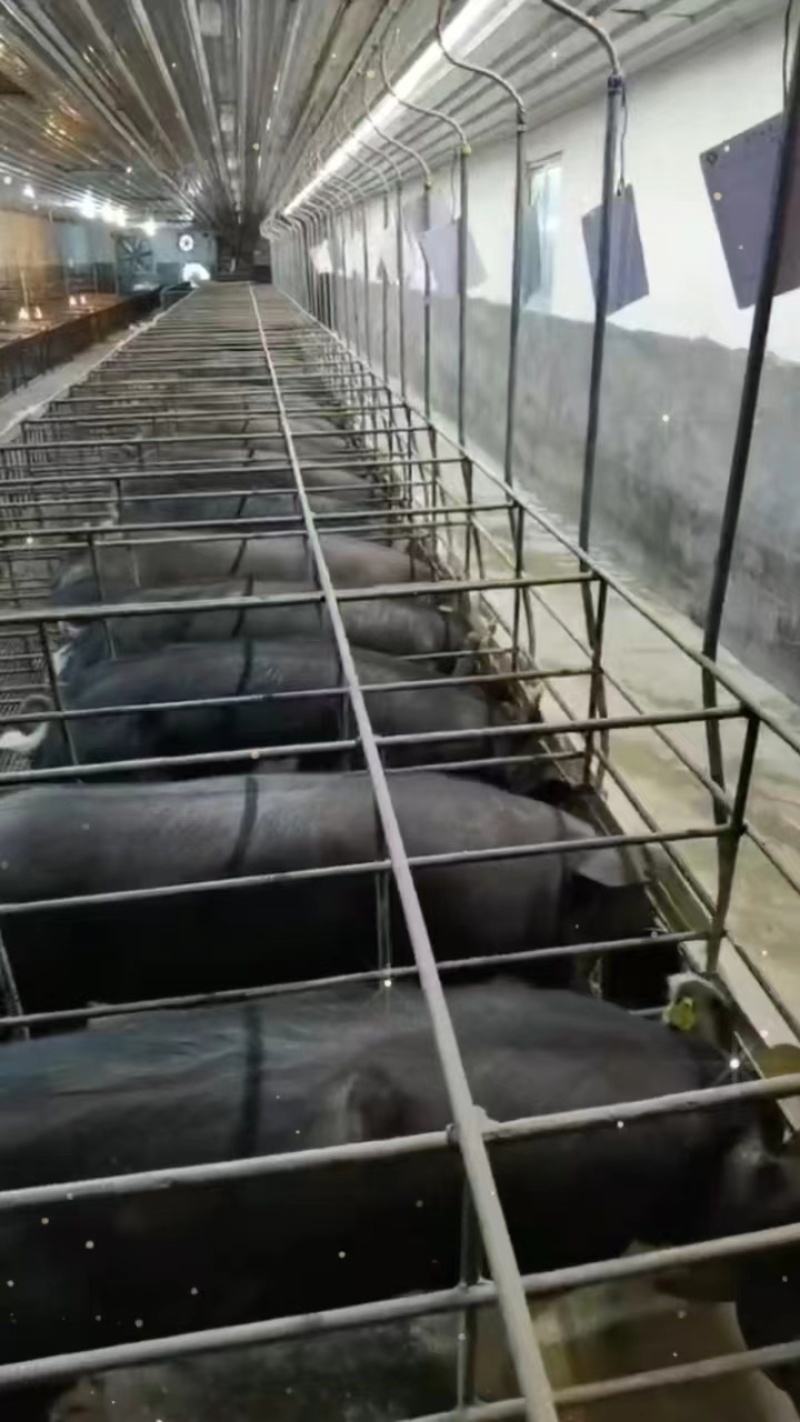 苏太母猪产地直发一手货源全国发货欢迎电话咨询