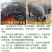苏太母猪产地直发一手货源全国发货欢迎电话咨询