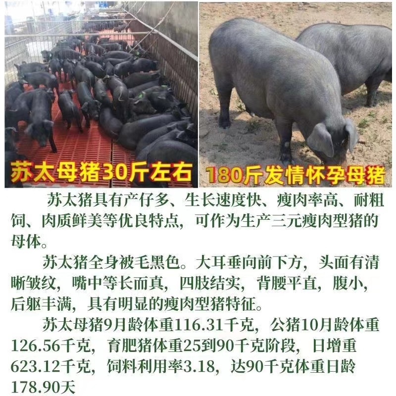 苏太母猪产地直发一手货源全国发货欢迎电话咨询