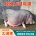 原种太湖母猪长太二元母猪