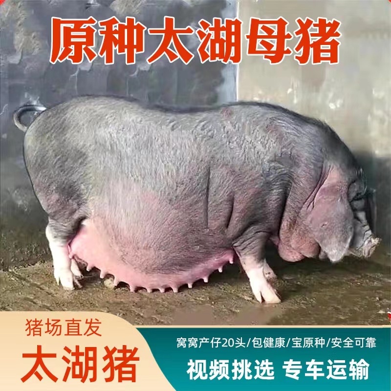 原种太湖母猪长太二元母猪