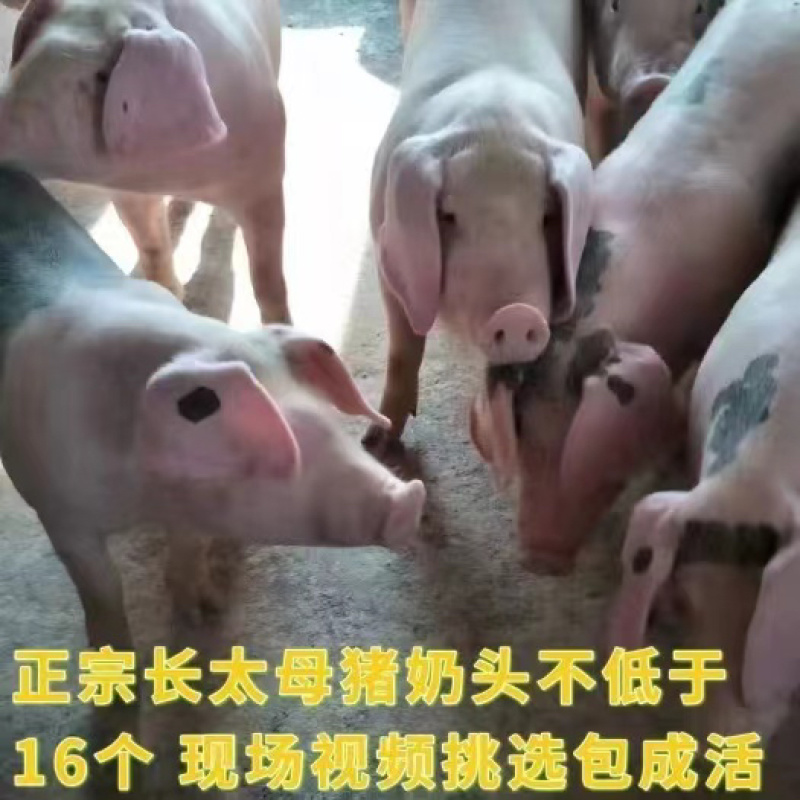 原种太湖母猪长太二元母猪