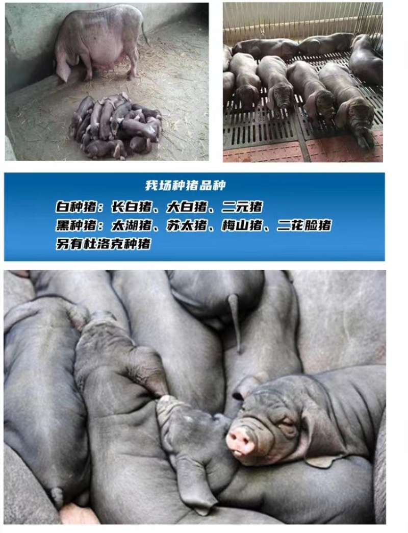 原种太湖母猪长太二元母猪
