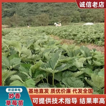妙香七号草莓苗预售价格美丽品质售后保障提供技术欢迎咨