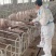 新美系二元怀孕母猪规格齐全产地发货包成活