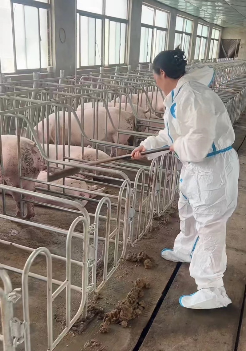 新美系二元怀孕母猪规格齐全产地发货包成活