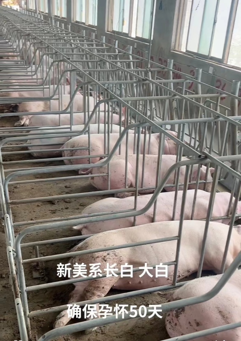 新美系二元怀孕母猪规格齐全产地发货包成活