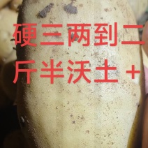 硬三两到二斤沃土