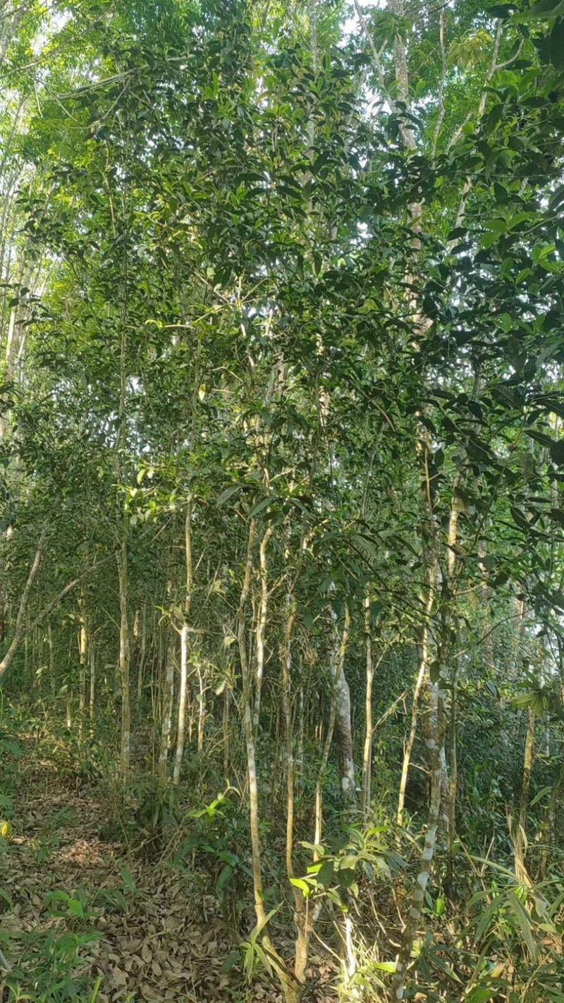 野生古树红茶