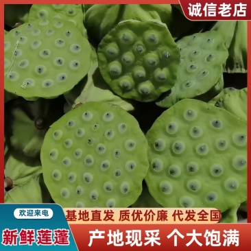新鲜莲蓬二级品质保证服务周到产地直发